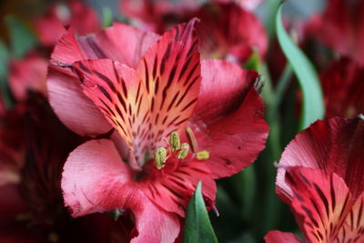 Close-up of red flower blooming outdoors