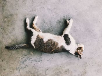 High angle view of cat sleeping