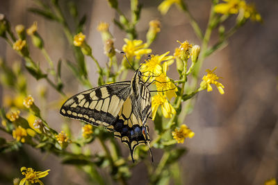 Close-up of butterfly pollinating flower