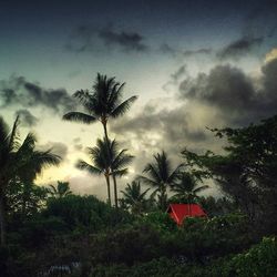 Palm trees against cloudy sky