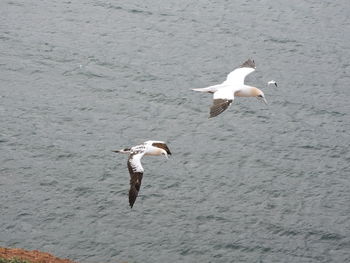 Seagulls flying over sea