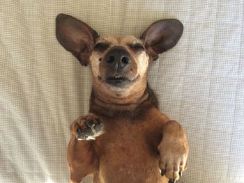 Directly above shot of dog relaxing on bed