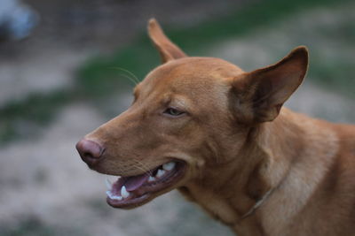 Close-up of dog looking away