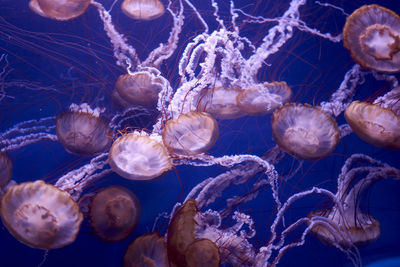 Group of japanese nettle jellyfish in the ocean, brown, fluorescent, dark