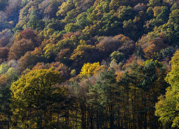 Full frame shot of trees on hill