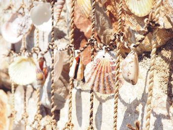 Close-up of shells on plant