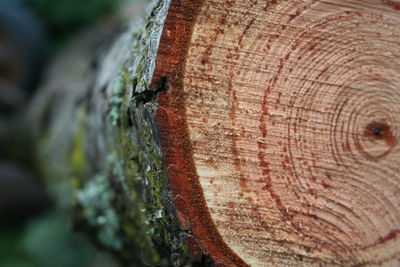 Close-up of tree stump in forest