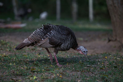 Side view of a bird on a land