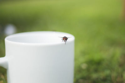 Insect on mug