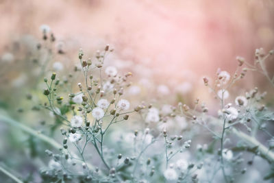 Close-up of white flowering plant