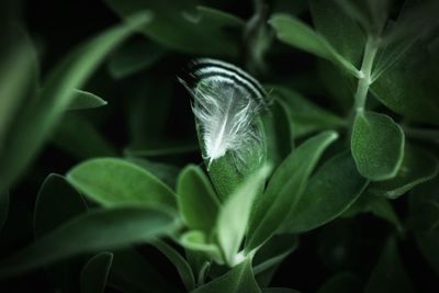 Close-up of green plant