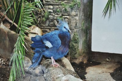 Close-up of parrot perching on tree