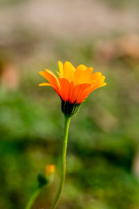Close-up of orange flower against blurred background
