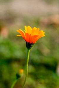 Close-up of orange flower blooming outdoors