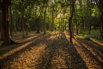 Trees growing in forest during sunset