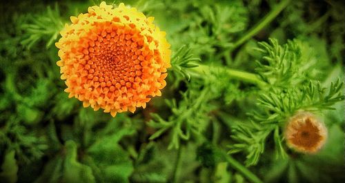 Close-up of marigold blooming outdoors