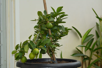 Close-up of fresh potted plant against wall