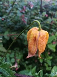 Close-up of fresh green leaf on plant