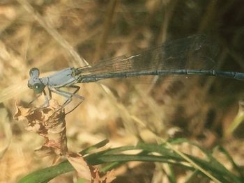 Close-up of dragonfly on plant