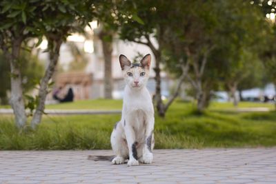 Portrait of a cat on footpath