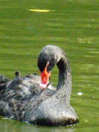 Close-up of swan in lake