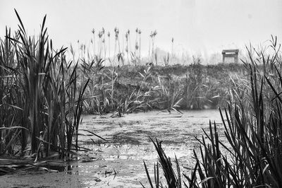 Plants growing on field