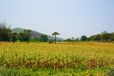 Scenic view of agricultural field against clear sky