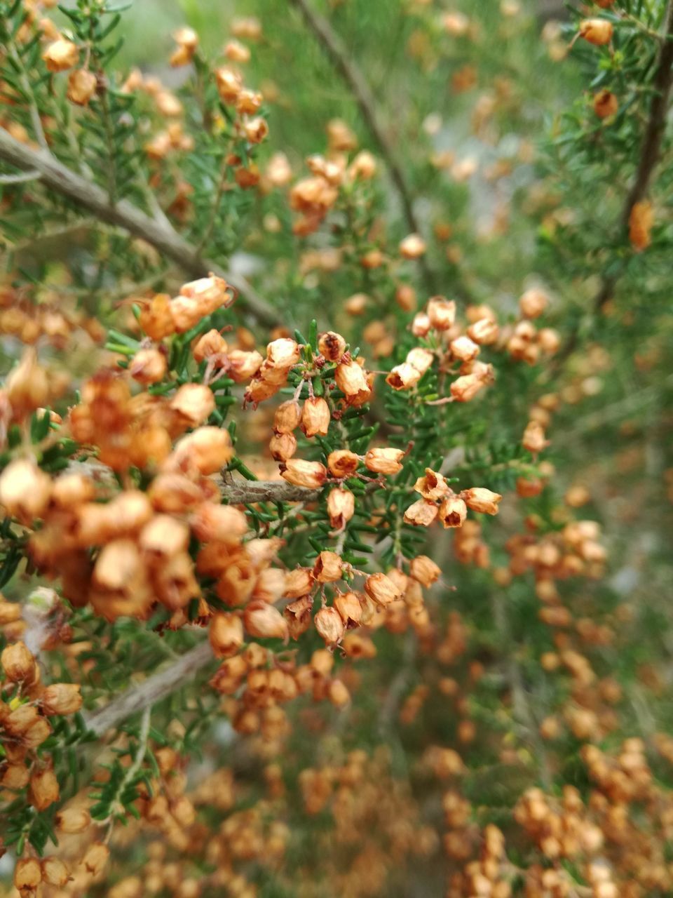 CLOSE-UP OF BERRIES ON PLANT