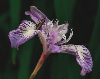 Close-up of purple iris flower