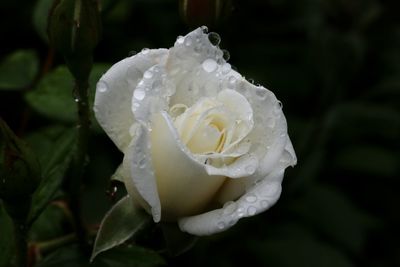 Close-up of wet white rose