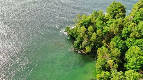 High angle view of tree by sea