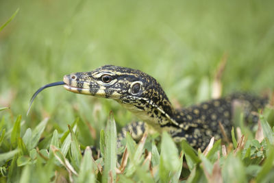 Close-up of a lizard on a land