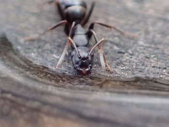 Close-up of housefly