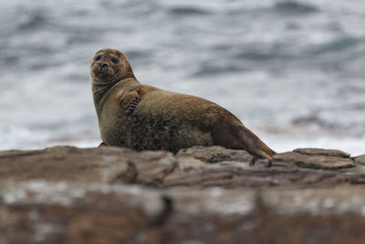 View of seal on rock