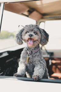 Portrait of dog sitting in car