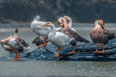 Duck in rain