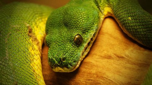 Close-up of green lizard