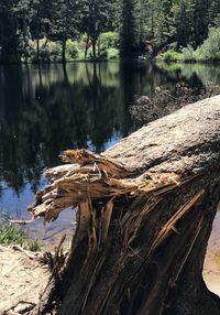 Fallen tree by lake in forest
