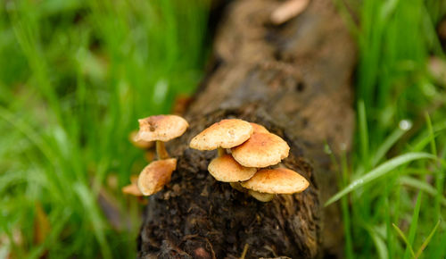 Close-up of mushrooms growing on field