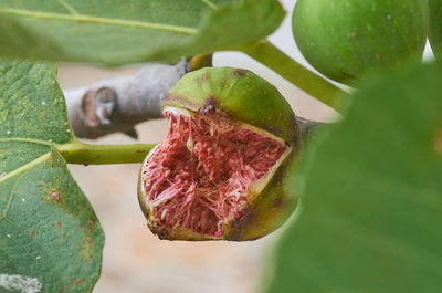 Close-up of fruits growing on plant