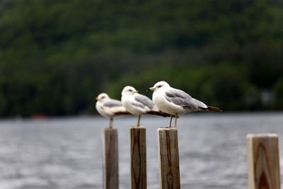 Seagull perching on wooden post