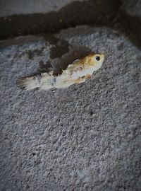 Close-up of fish on rock