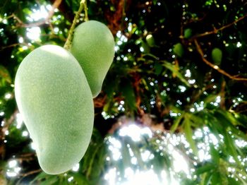 Close-up of fruits on tree