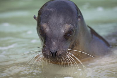 Closeup front on portrait of galapagos fur seal arctocephalus galapagoensis with head out of water