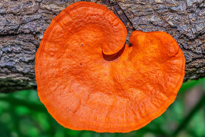 High angle view of orange leaf on tree trunk