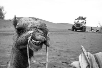 Close-up of a camel, thar desert 