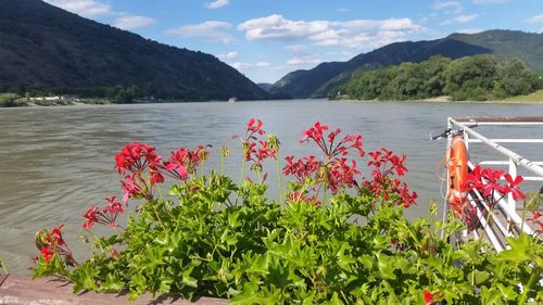 Red flowering plants by mountains against sky