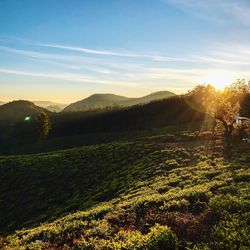 Scenic view of field against sky during sunset