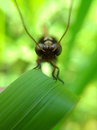 Close-up of insect on leaf