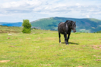A beautiful wild black horse walking in a green meadow